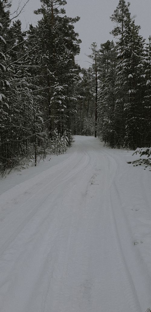 Free Serene snowy forest path enveloped by snow-covered trees, epitomizing winter's beauty. Stock Photo