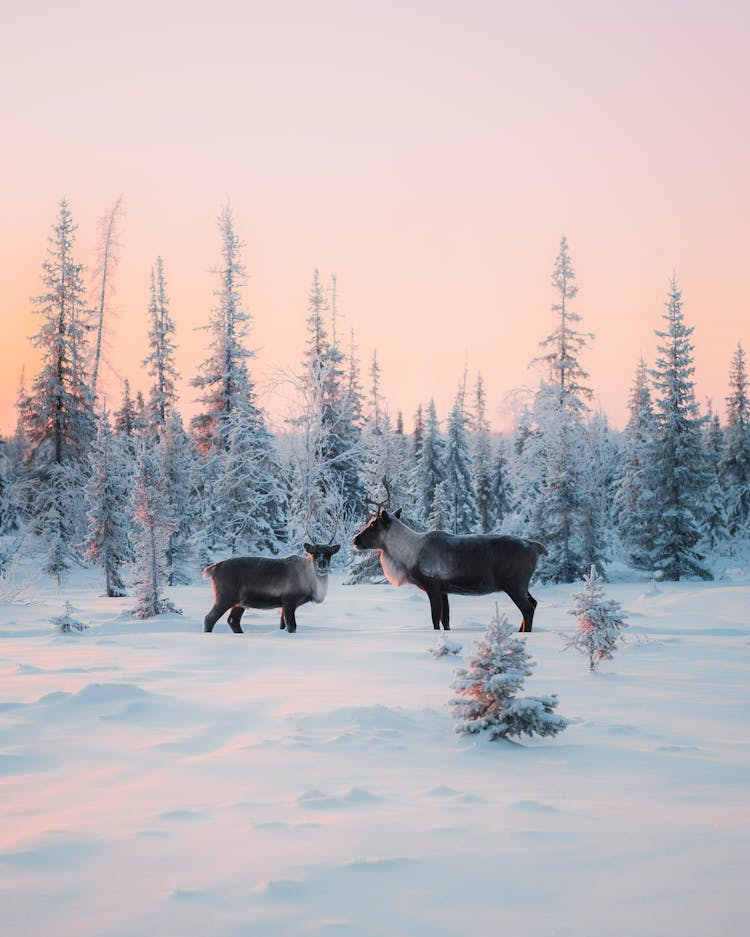 Reindeer in Winter Scenery Under Pink Moody Sky