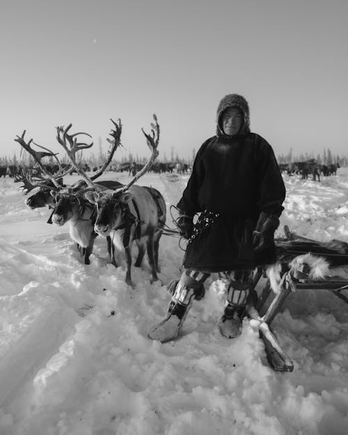 Fotobanka s bezplatnými fotkami na tému čierny a biely, muž, pracovné zvieratá