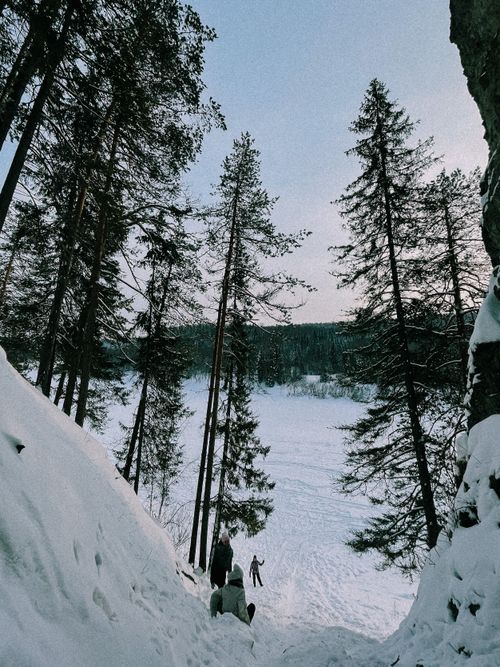 Free Snowy forest scene with people enjoying winter activities among tall trees. Stock Photo