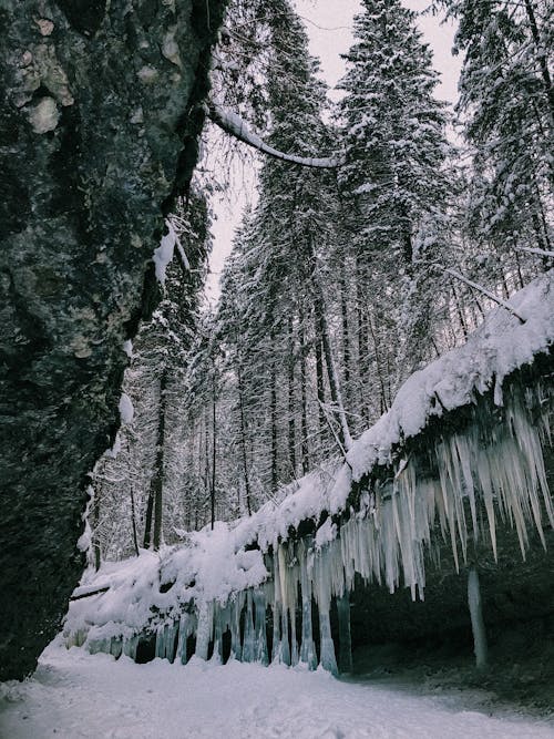 Foto profissional grátis de congelado, floresta, inverno