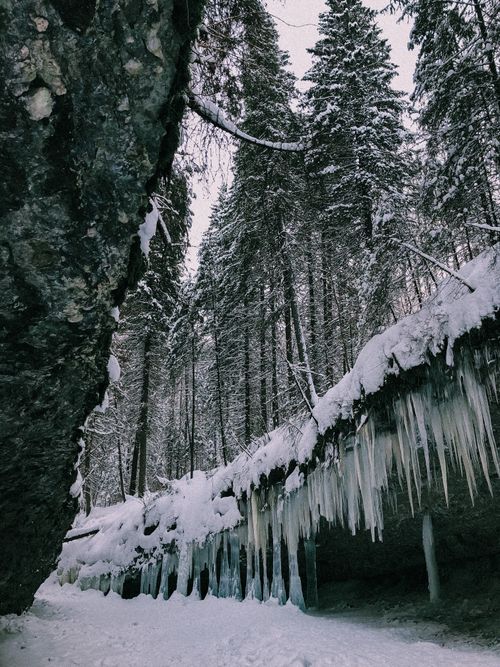 Free A tranquil winter scene featuring a snow-covered forest with icicles hanging from the rocks. Stock Photo