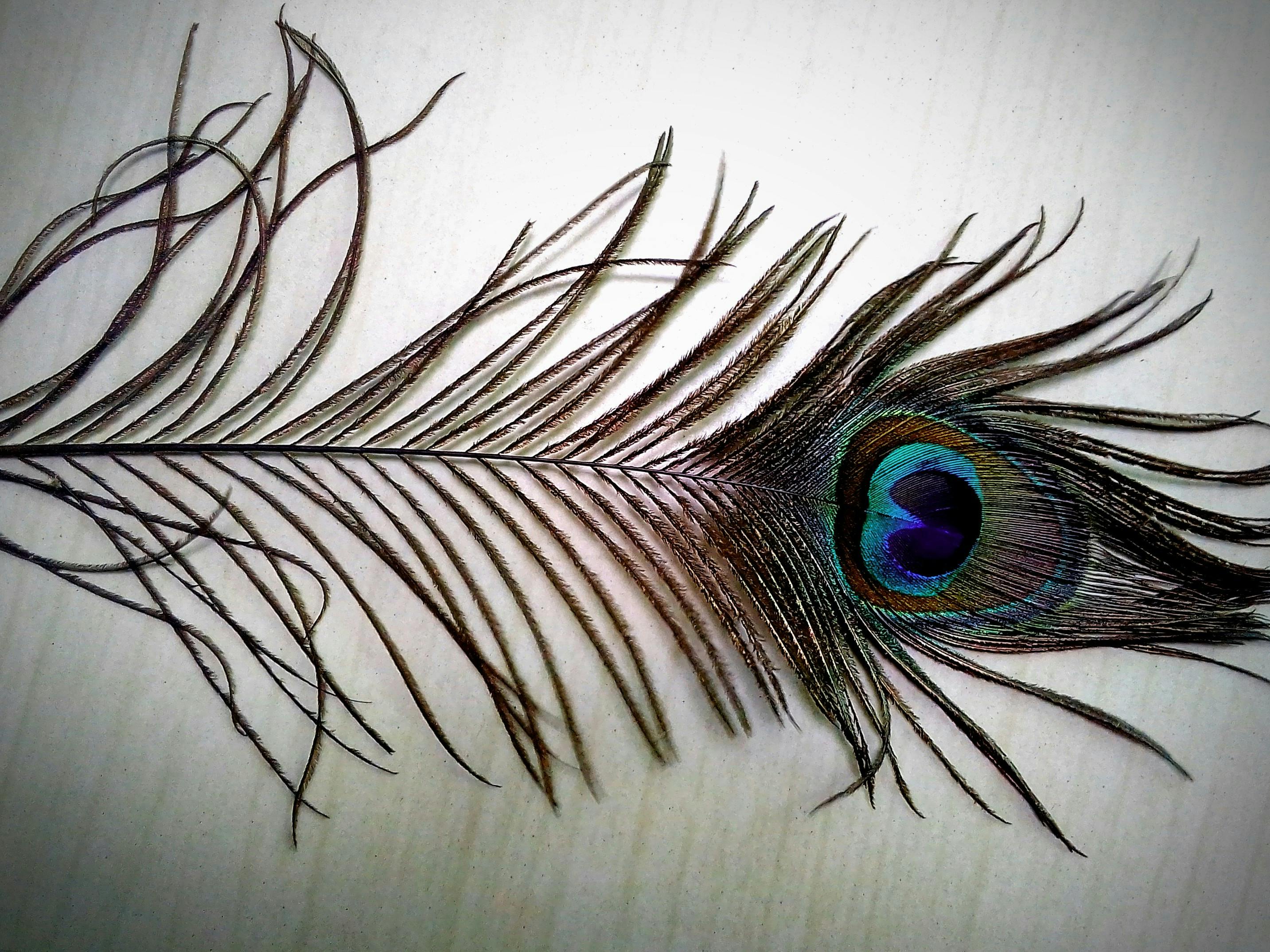 Free stock photo of peacock, wings