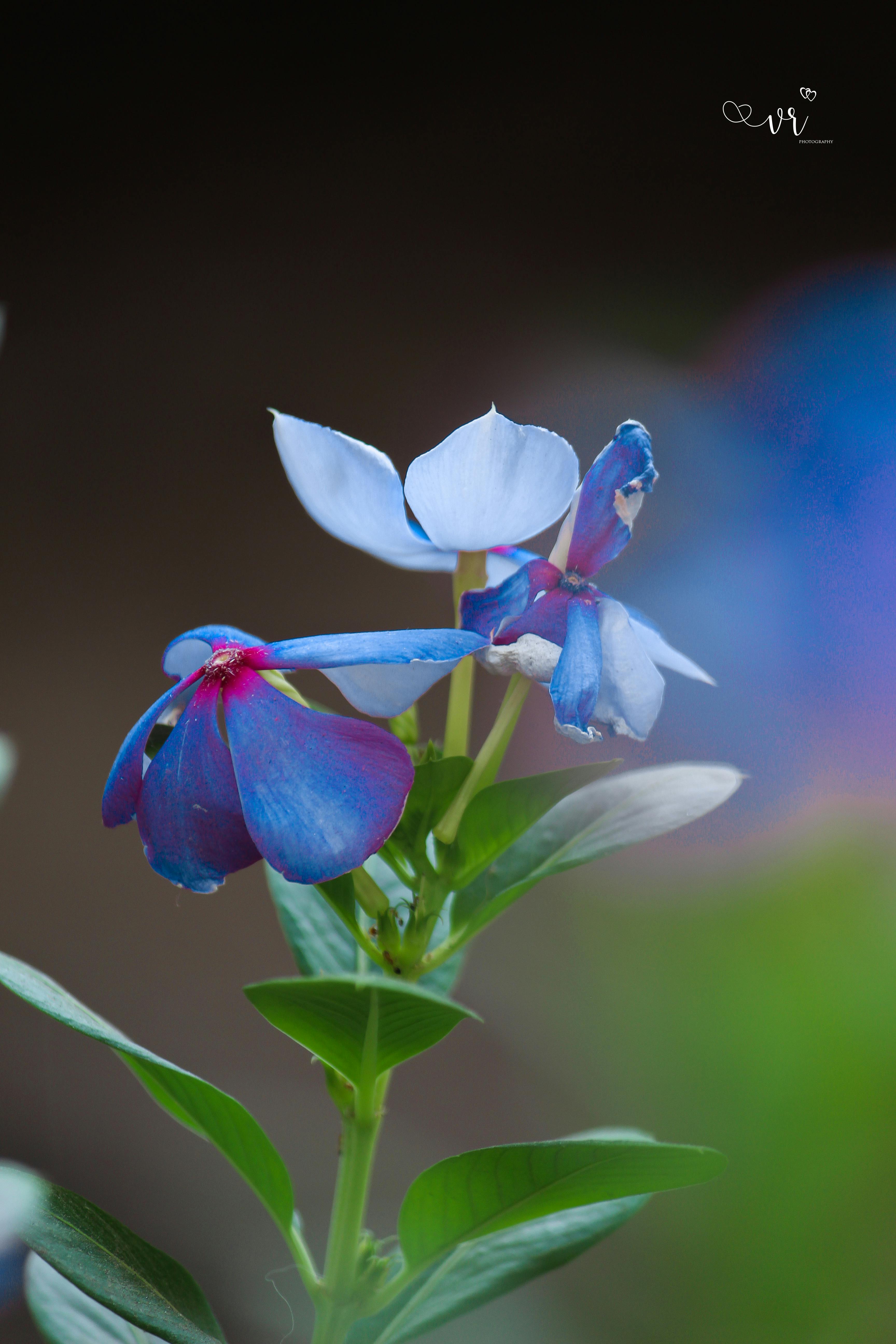 Free stock photo of flower, miniature, miniature toy
