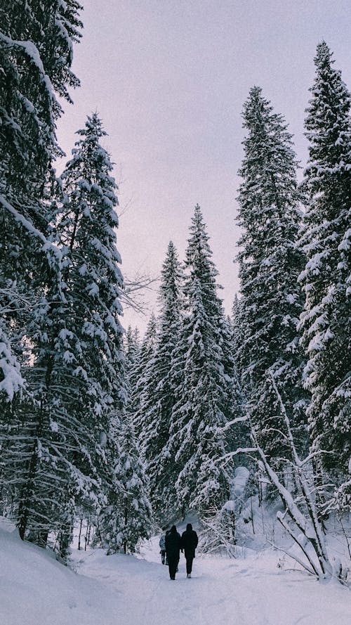 People Walking on Snow Near Tall Trees