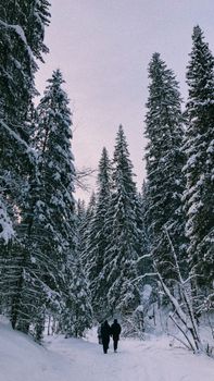Two people walking through a snow-covered forest, surrounded by tall pine trees on a winter day.