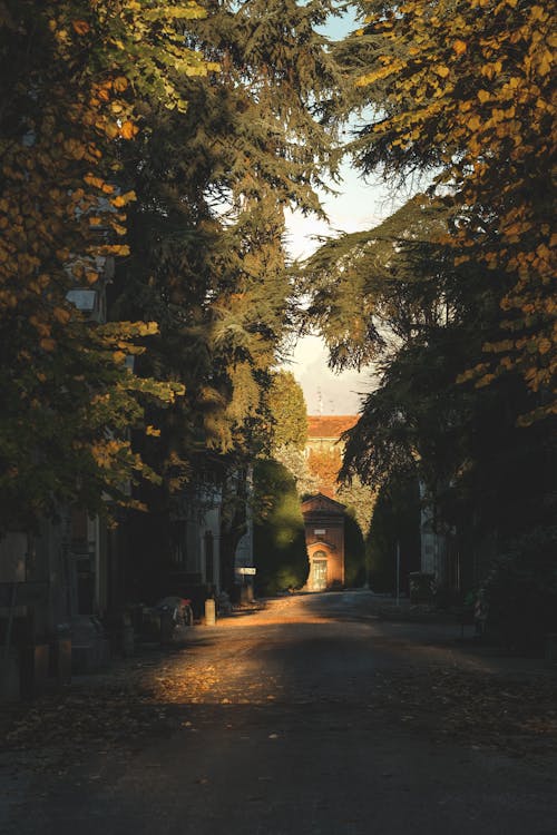 Ingyenes stockfotó emlékpark, fák, függőleges lövés témában