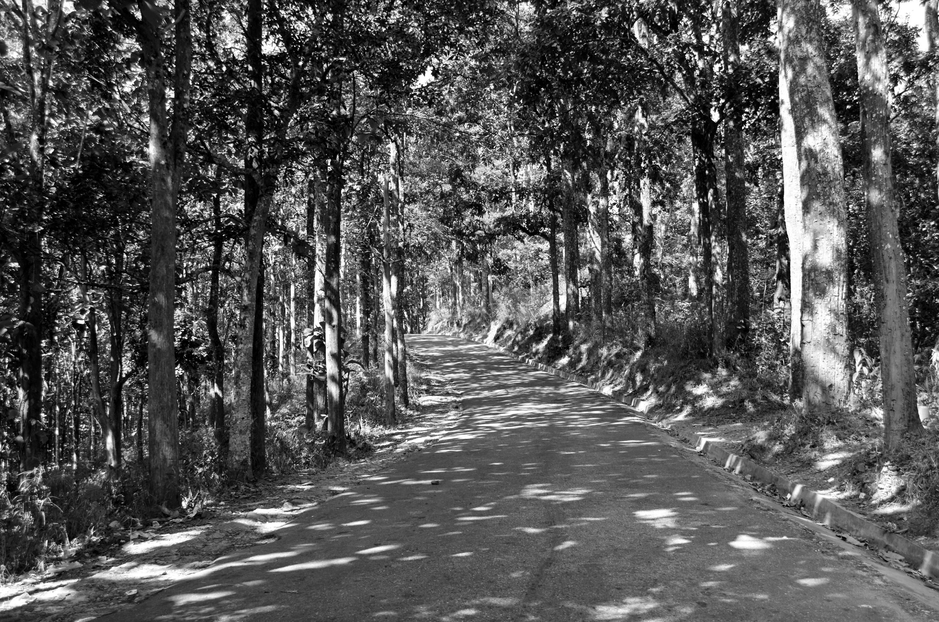 Free stock photo of black and white, pine trees, road