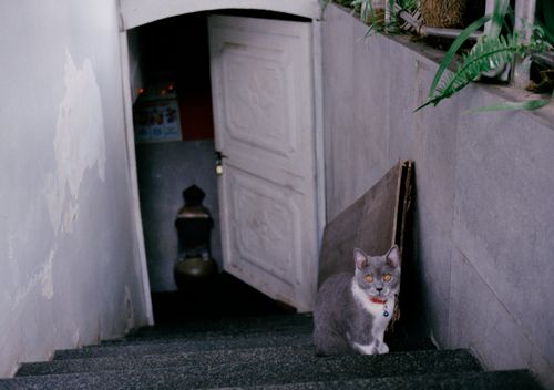 Free Gray cat sitting on indoor staircase near white door with potted plants. Stock Photo