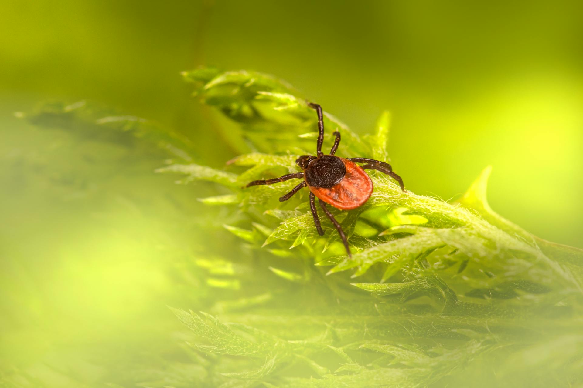 Close Up Photo of Tick on Leaf