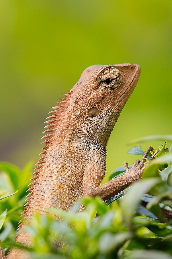 Brown Lizard on Green Leafed Plant