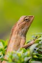 Brown Lizard on Green Leafed Plant