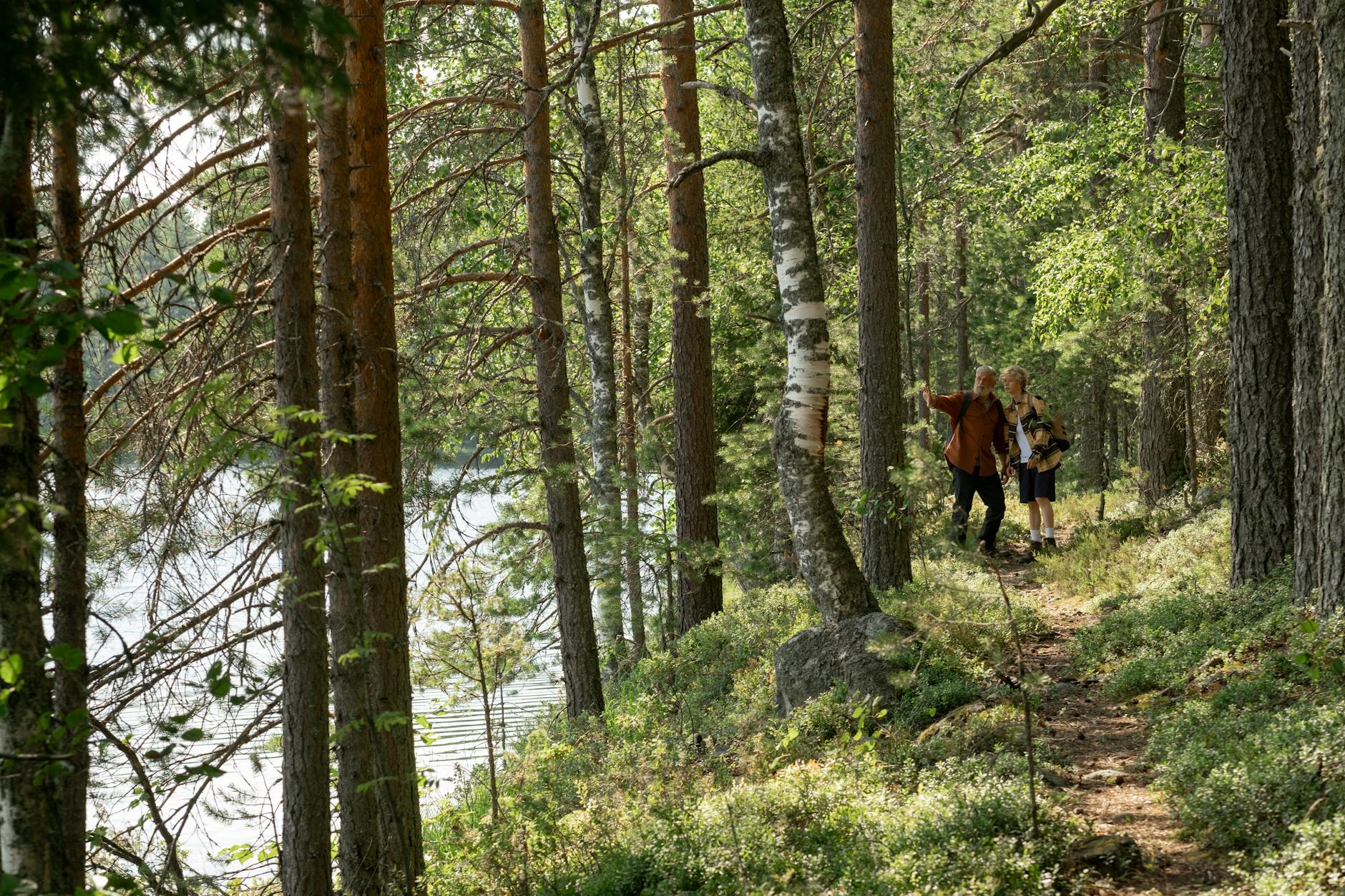 森林步道的綠陰與光影