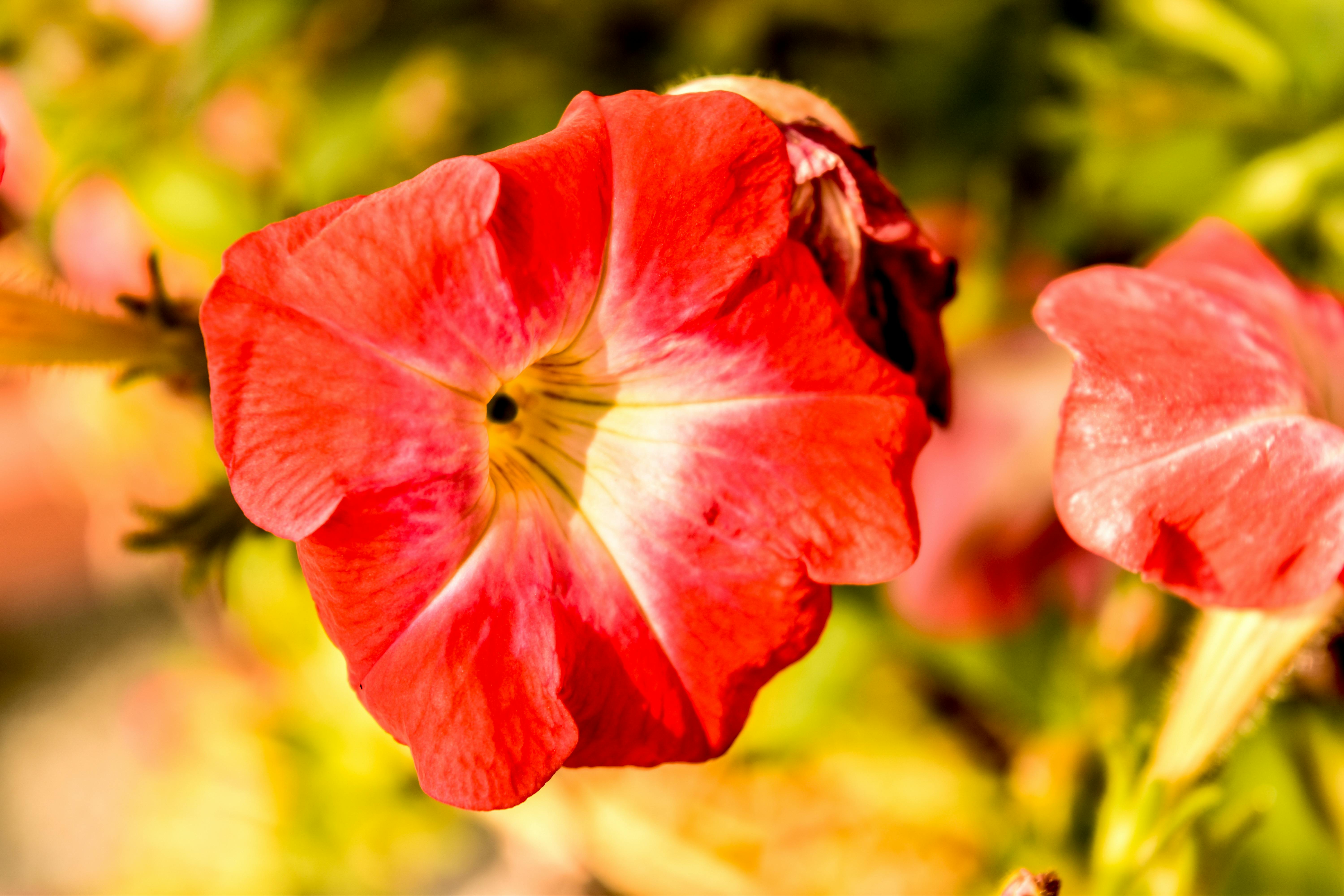 Marché animé en France avec des étals de fruits et légumes frais