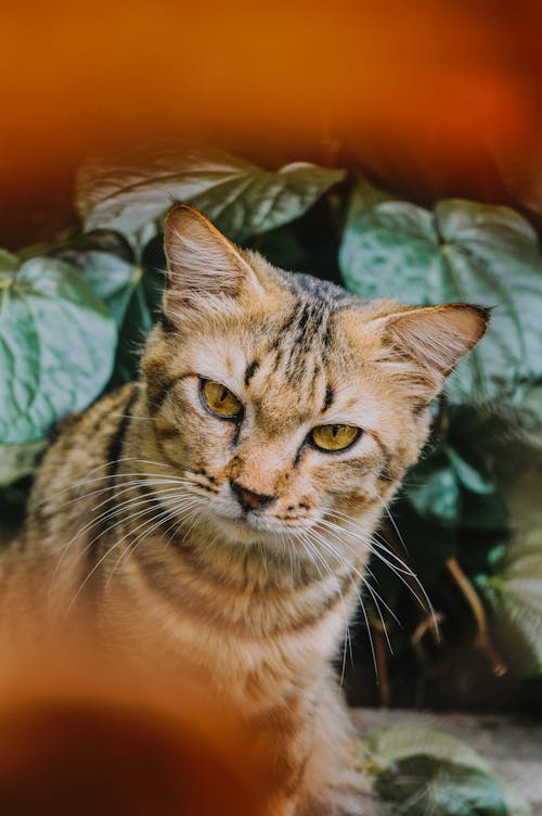 Free Close-Up Shot of a Brown Tabby Cat  Stock Photo
