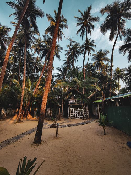 Free Explore a tranquil beachside resort in Goa surrounded by coconut palms and golden sand. Stock Photo