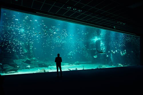 Základová fotografie zdarma na téma akvárium, mořský život, nádrž