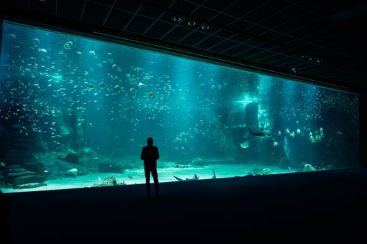 A person viewing a large aquarium tank with diverse marine life swimming inside.