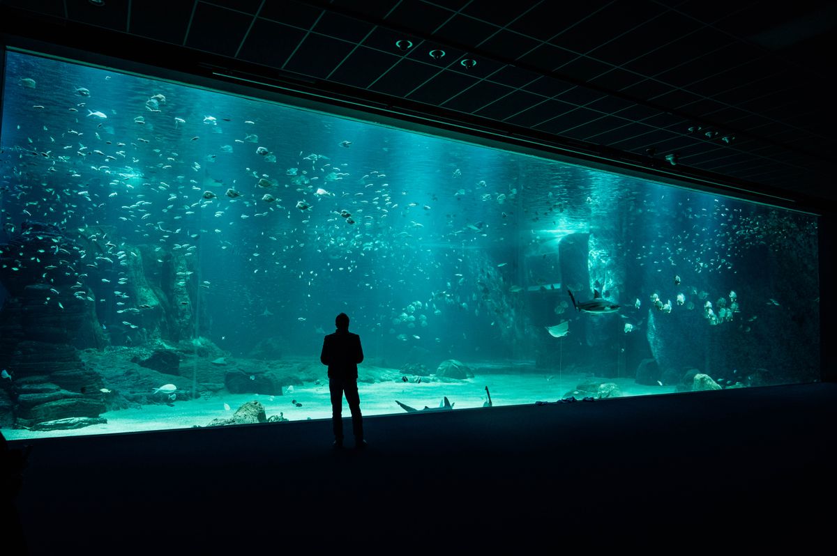 Schönes bepflanztes Aquarium