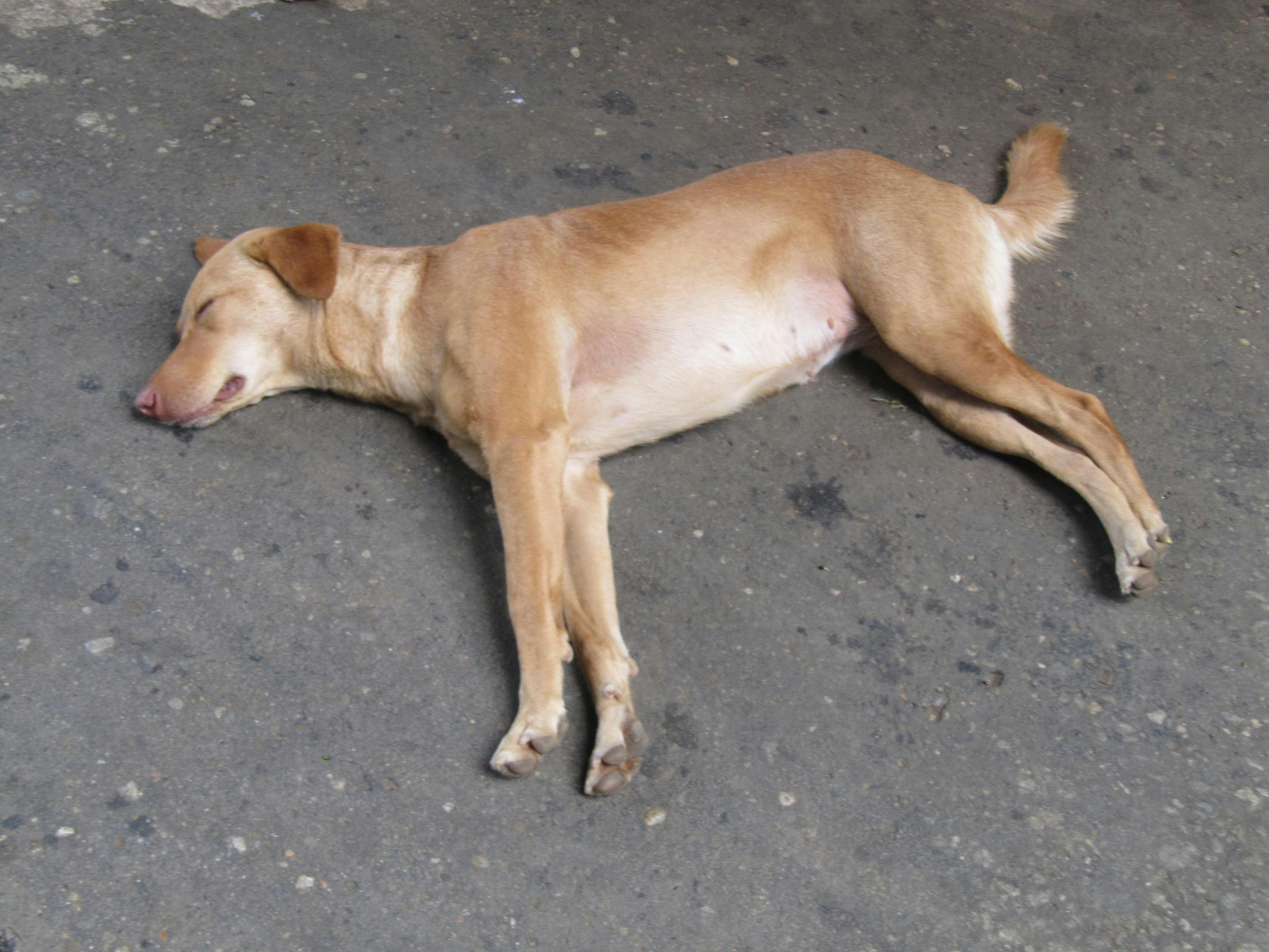 Free stock photo of animal, asleep, dogs