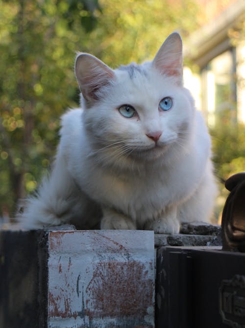 A White Cat on the Fence