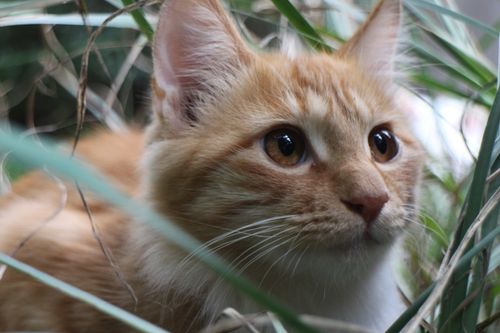 Free Adorable ginger cat peeking through tall green grass in a close-up portrait. Stock Photo