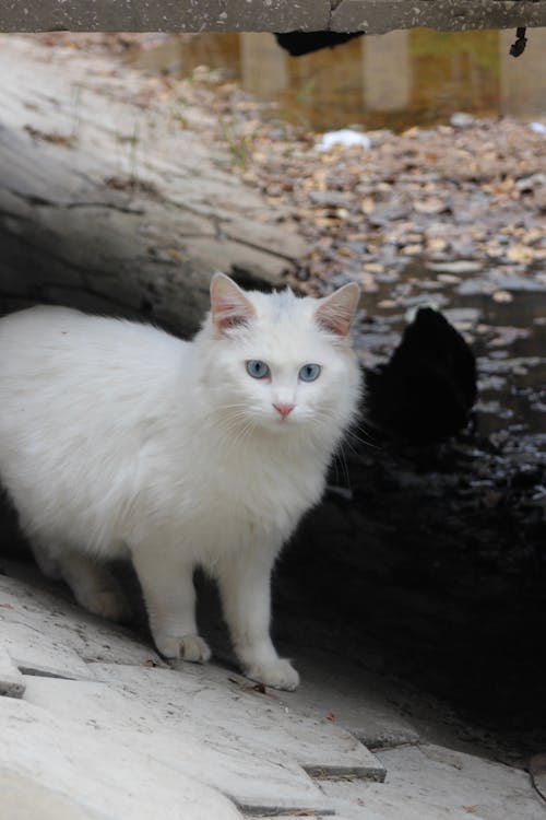 Bezpłatne Darmowe zdjęcie z galerii z biały, kocie oczy, kot Zdjęcie z galerii