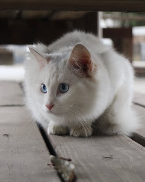 Fotobanka s bezplatnými fotkami na tému biela mačka, krčil, mačací