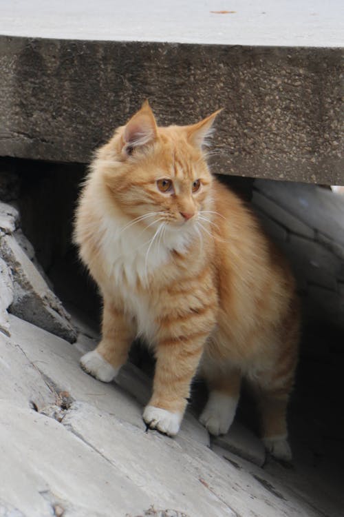 Orange Cat Standing on Concrete Floor