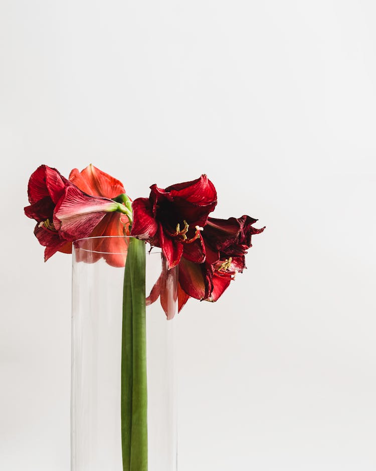 Red Wilted Flowers On Glass Vase