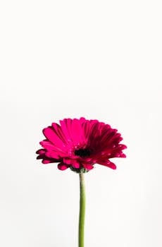 Single vibrant pink gerbera daisy on white, ideal for floral design or background.