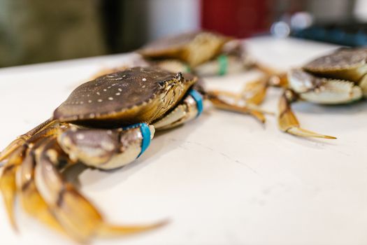 Close-up of fresh Dungeness crabs showcased on a market table, ideal for a seafood display.