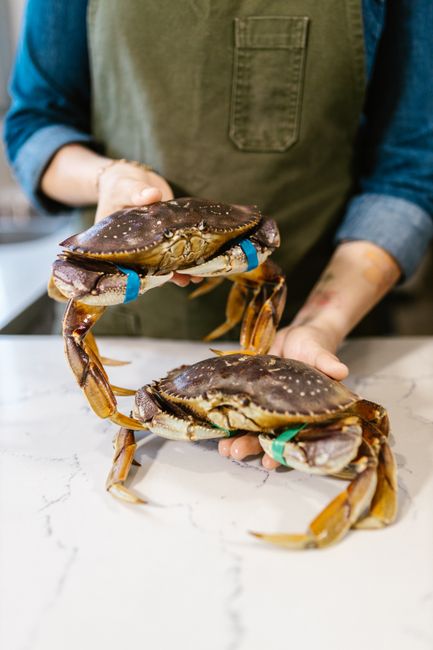 Chef displaying fresh Dungeness crabs in a kitchen setting, highlighting seafood preparation.