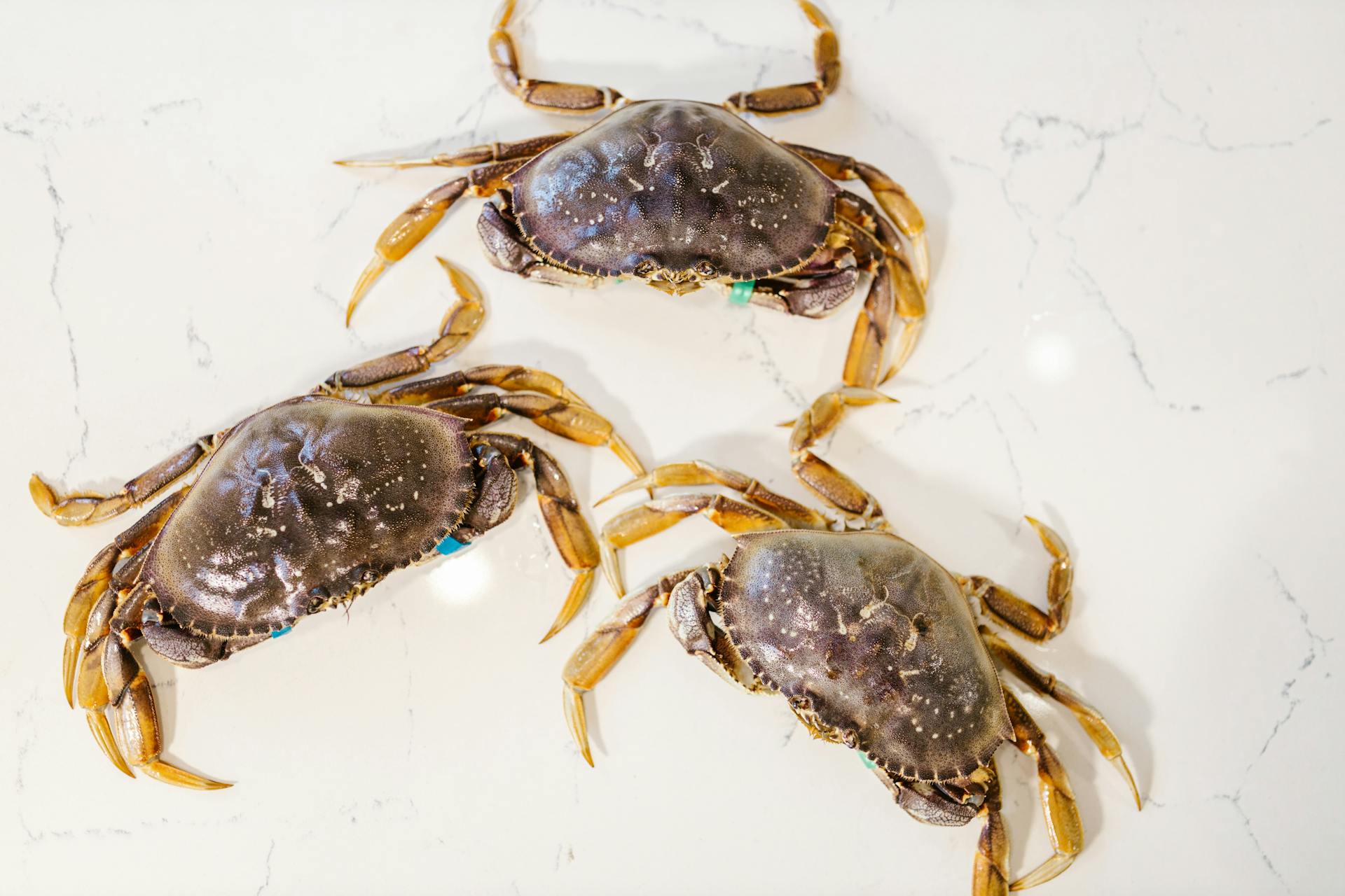 Three fresh Dungeness crabs displayed on a white marble background, showcasing seafood detail.