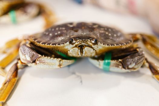 Dungeness crab with pincers tied, ready for culinary use. Beautiful close-up view highlighting textures.