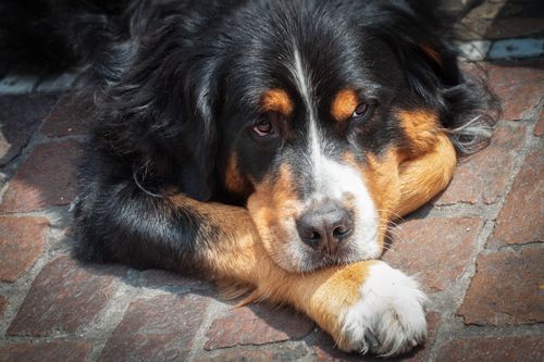 Free A Bernese Mountain Dog lying comfortably on brick pavement, showcasing its peaceful demeanor. Stock Photo