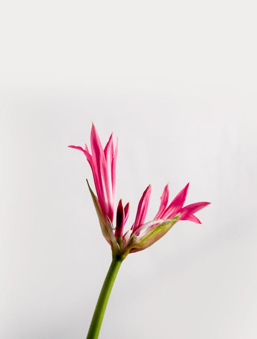 분홍색 꽃, 서프라이즈 백합, 수직 쐈어의 무료 스톡 사진