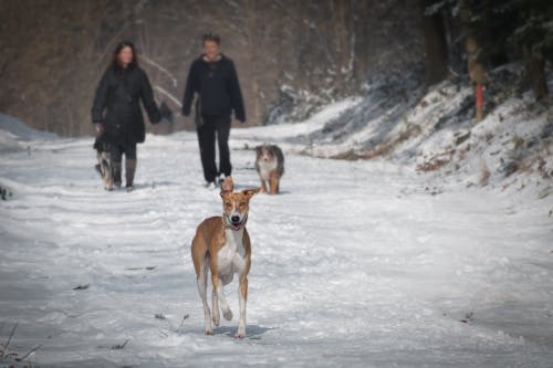 Kostenlos 2 Personen Und 2 Hunde Laufen Tagsüber Im Schnee Stock-Foto