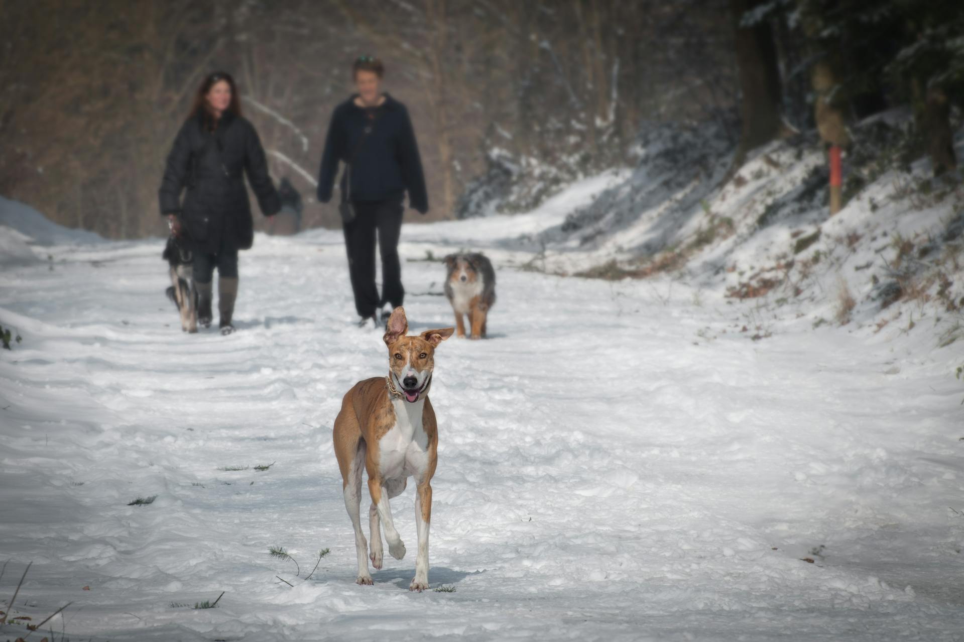 2 personer och 2 hundar promenerar i snön på dagtid