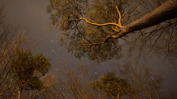 Baobab Trees Under Starry Sky