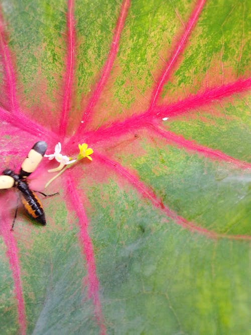 곤충 사진, 나비 곤충, 벌레 비행의 무료 스톡 사진