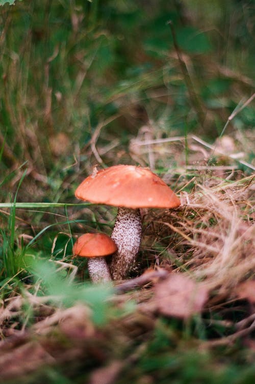 Photo of Mushroom on Grass