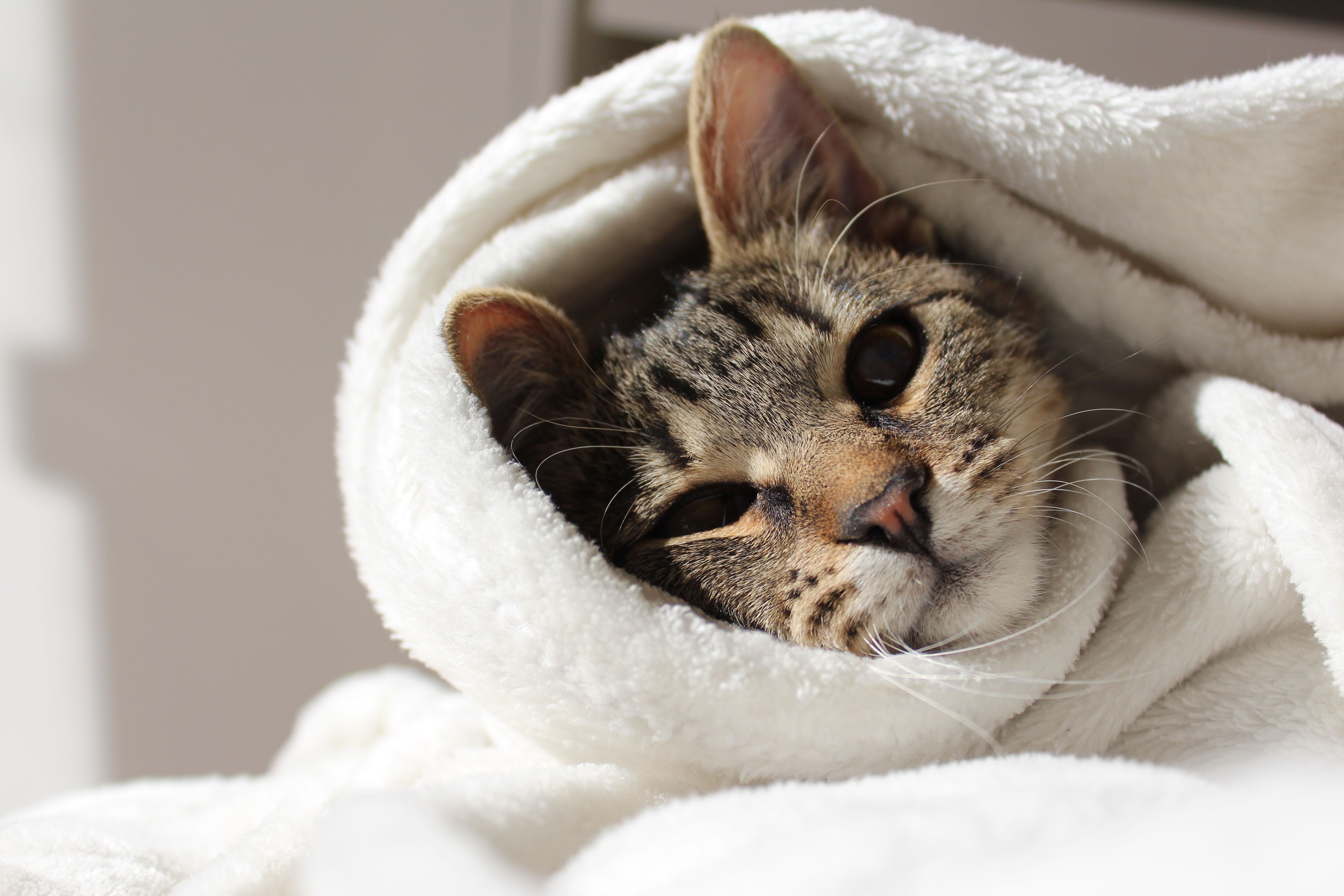 Comfort at Home
