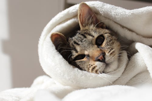 Free Tabby Cat Wrapped on a Blanket Stock Photo