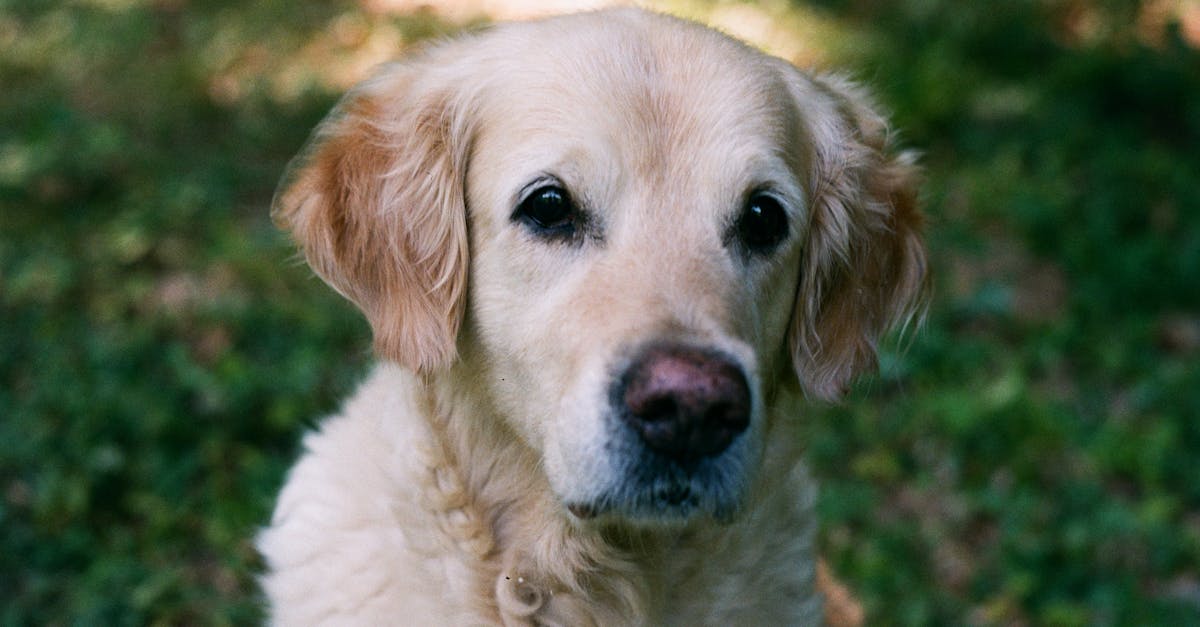 Feeding Your Golden Retriever Puppy: Why Nutrition Matters More Than You Think Feeding Your Golden Retriever Puppy: Why Nutrition Matters More Than You Think