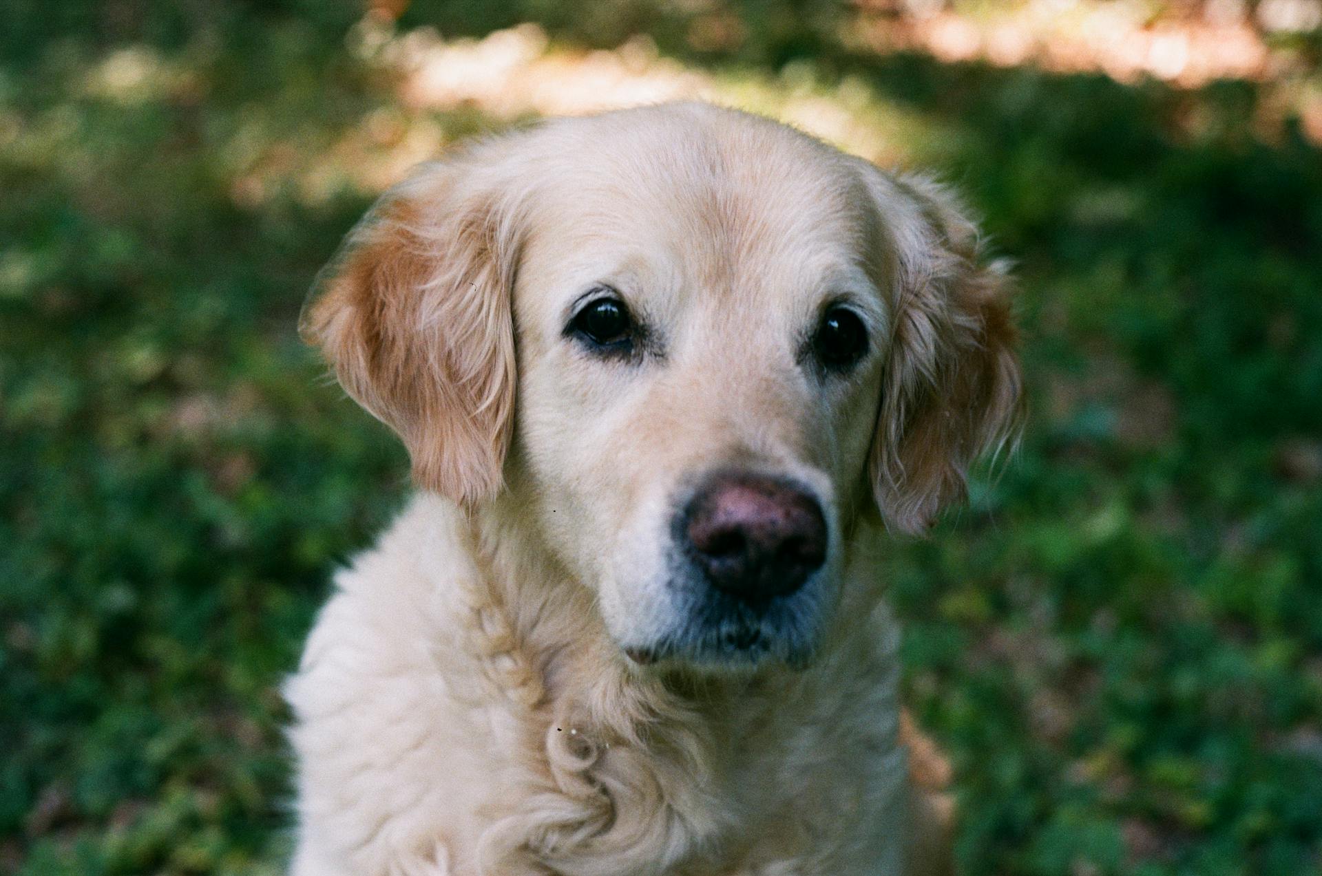 En golden retriever-valp på gräset