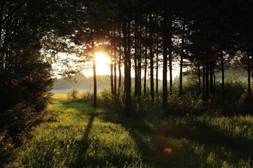 Free Golden sunset filtering through a forest, casting long shadows and illuminating lush greenery. Stock Photo