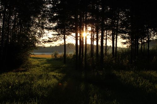 Free Beautiful forest scene at sunset with sunlight filtering through trees, casting shadows on the grass. Stock Photo