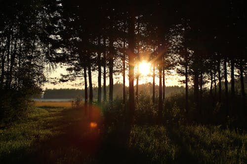 天性, 日落美景, 森林 的 免費圖庫相片