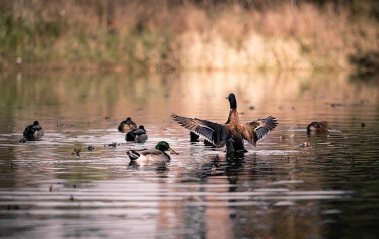 Ducks Swimming In A Lake